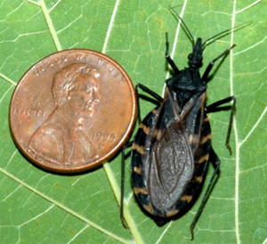 What’s Really Going On With The Kissing Bug?