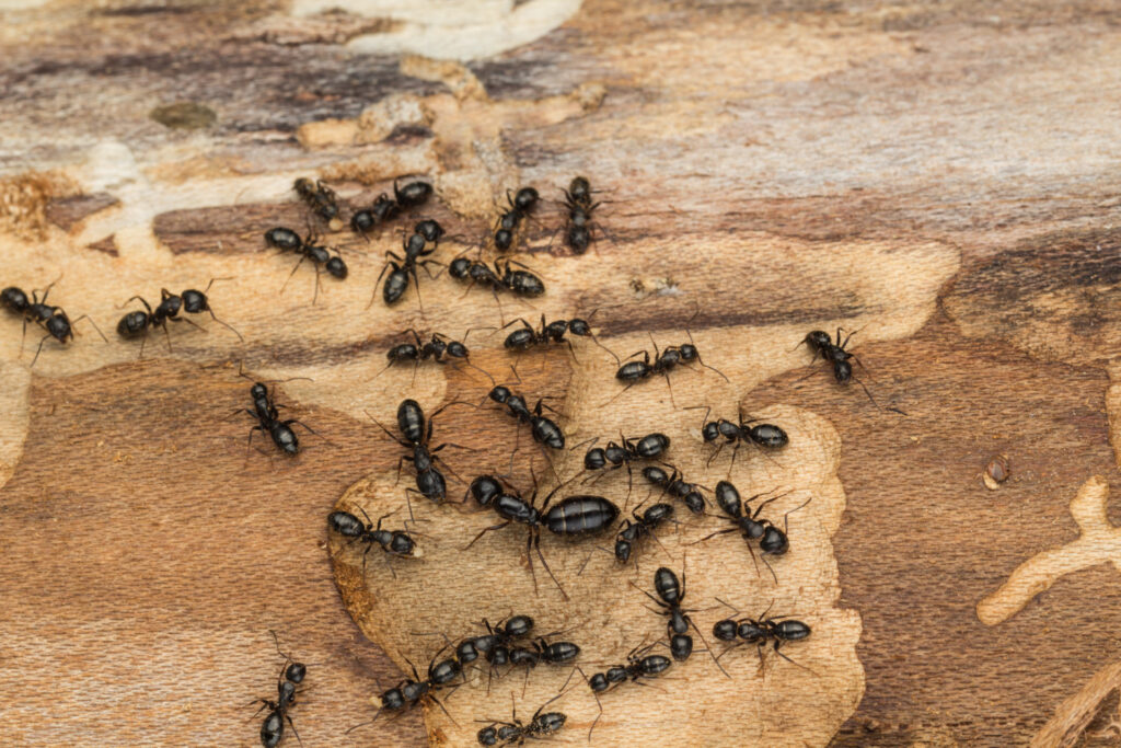 ants kitchen wood