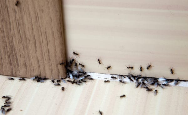 How to Defend Your Kitchen From Ants This Spring