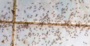 ants on floor kitchen