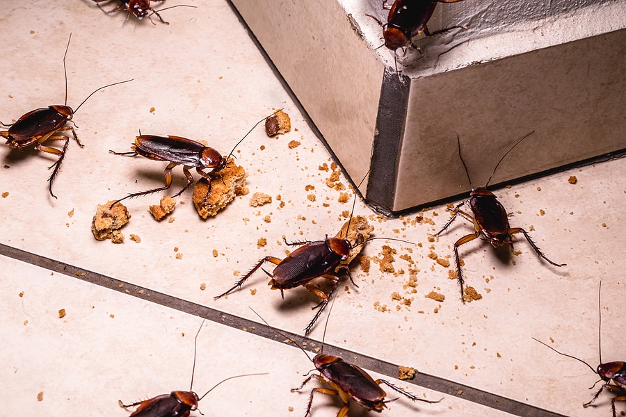 cockroach control ohio