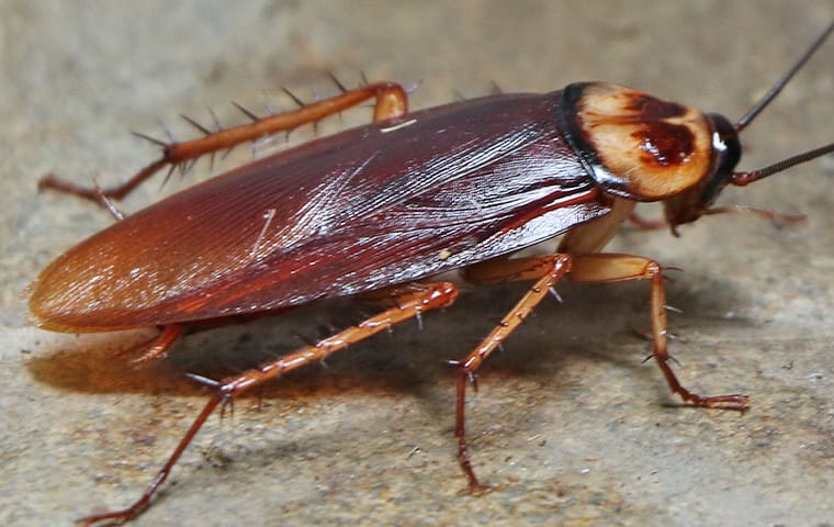 cockroach residential