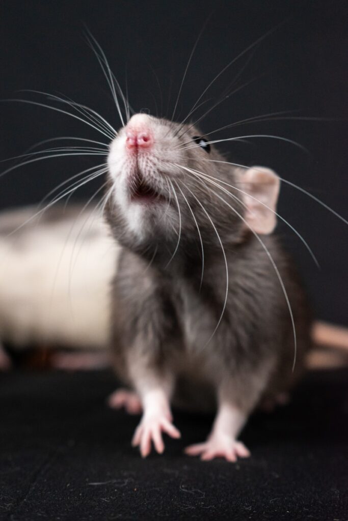 a small rat sitting on top of a black surface