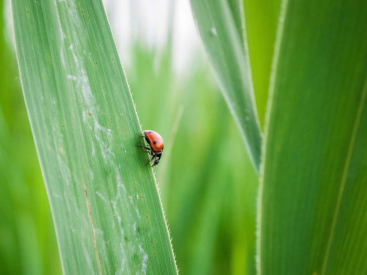 lady bug, grass leaf, green, bug, grass, leaf, nature, beetle, green lady, lady bug, lady bug, lady bug, lady bug, lady bug