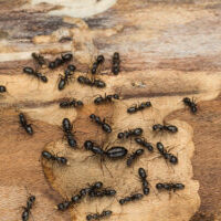 ants kitchen wood